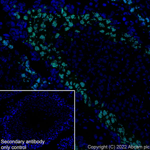Immunohistochemistry (Frozen sections) - Anti-SCP1 antibody [EPR27085-83] (AB303520), expandable thumbnail