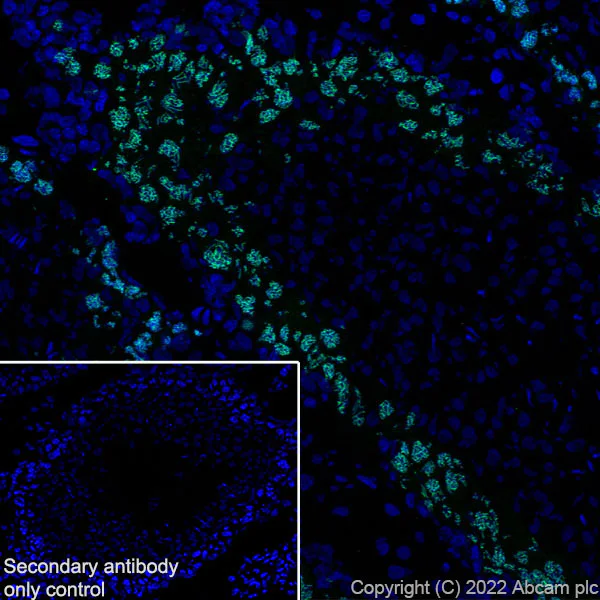Immunohistochemistry (Frozen sections) - Anti-SCP1 antibody [EPR27085-83] (AB303520)