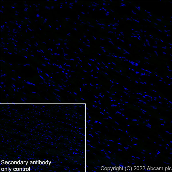 Immunohistochemistry (Frozen sections) - Anti-SCP1 antibody [EPR27085-83] (AB303520), expandable thumbnail
