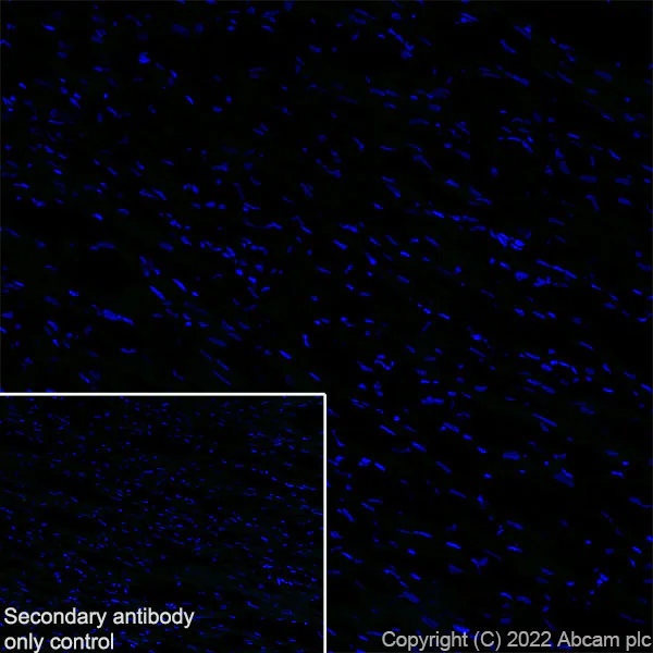 Immunohistochemistry (Frozen sections) - Anti-SCP1 antibody [EPR27085-83] (AB303520)