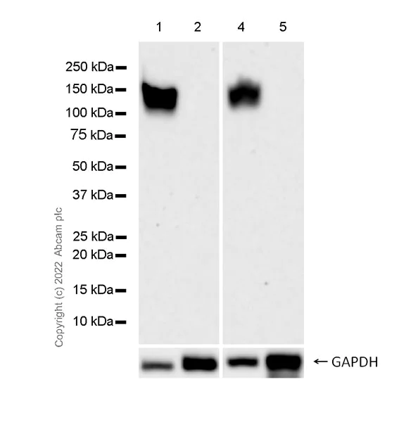 Western blot - Anti-SCP1 antibody [EPR27085-83] (AB303520)
