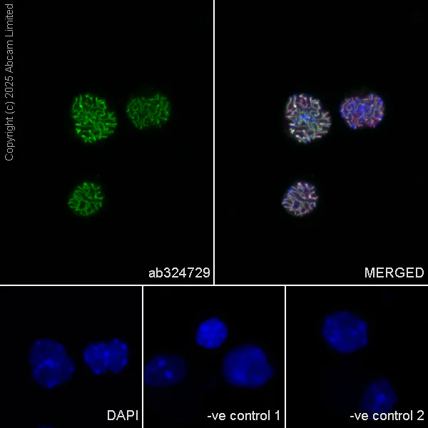 Immunocytochemistry/ Immunofluorescence - Anti-SCP1 antibody [EPR29778-50] (AB324729)