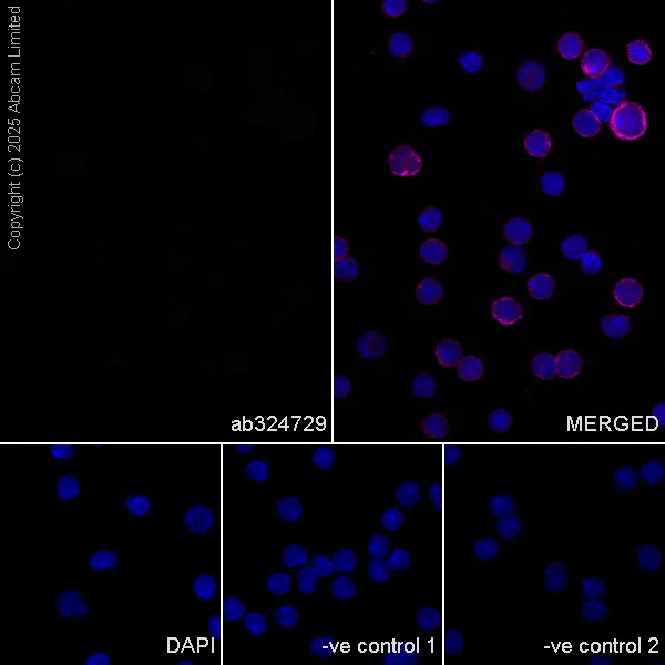 Immunocytochemistry/ Immunofluorescence - Anti-SCP1 antibody [EPR29778-50] - BSA and Azide free (AB324744)