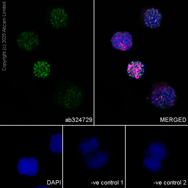 Immunocytochemistry/ Immunofluorescence - Anti-SCP1 antibody [EPR29778-50] - BSA and Azide free (AB324744)