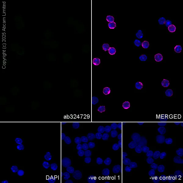 Immunocytochemistry/ Immunofluorescence - Anti-SCP1 antibody [EPR29778-50] - BSA and Azide free (AB324744)