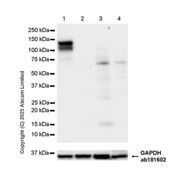 Western blot - Anti-SCP1 antibody [EPR29778-50] - BSA and Azide free (AB324744)