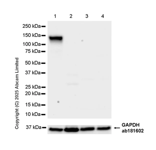 Western blot - Anti-SCP1 antibody [EPR29778-50] - BSA and Azide free (AB324744)