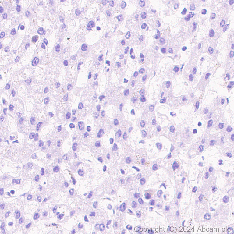 Immunohistochemistry (Formalin/PFA-fixed paraffin-embedded sections) - Anti-SCP1 antibody [RM1177] (AB322067)