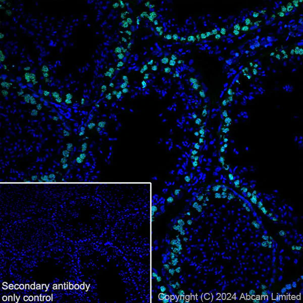 Immunohistochemistry (Frozen sections) - Anti-SCP1 antibody [RM1177] (AB322067)