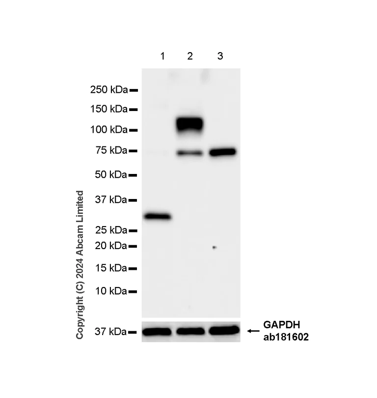 Western blot - Anti-SCP1 antibody [RM1177] (AB322067)