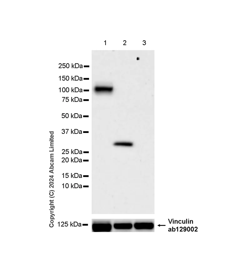 Western blot - Anti-SCP1 antibody [RM1177] (AB322067)
