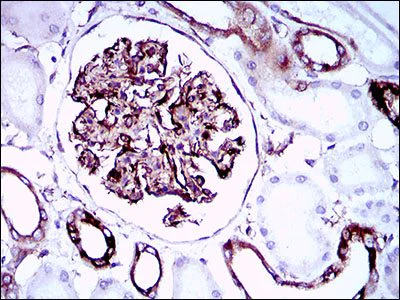 Immunohistochemistry (Formalin/PFA-fixed paraffin-embedded sections) - Anti-SCP3 antibody [6F9C5] (AB181746)