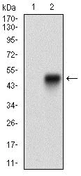 Western blot - Anti-SCP3 antibody [6F9C5] (AB181746)