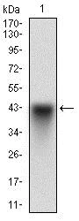 Western blot - Anti-SCP3 antibody [6F9C5] (AB181746)