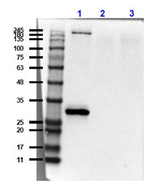 Western blot - Anti-SCP3 antibody (AB235254), expandable thumbnail