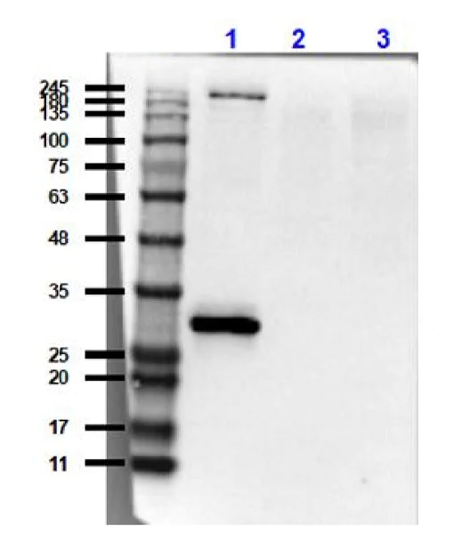 Western blot - Anti-SCP3 antibody (AB235254)