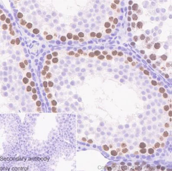 Immunohistochemistry (Formalin/PFA-fixed paraffin-embedded sections) - Anti-SCP3 antibody [Cor 10G11/7] (AB97672)