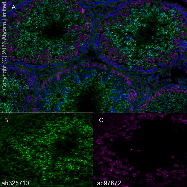 Immunohistochemistry (Frozen sections) - Anti-SCP3 antibody [Cor 10G11/7] (AB97672)