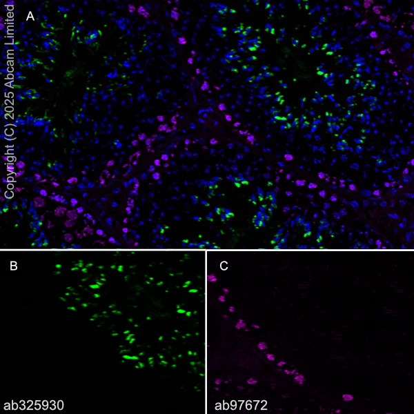 Immunohistochemistry (Frozen sections) - Anti-SCP3 antibody [Cor 10G11/7] (AB97672)