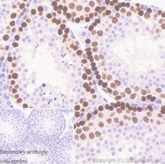 Immunohistochemistry (Formalin/PFA-fixed paraffin-embedded sections) - Anti-SCP3 antibody [Cor 10G11/7] - BSA and Azide free (AB264093), expandable thumbnail