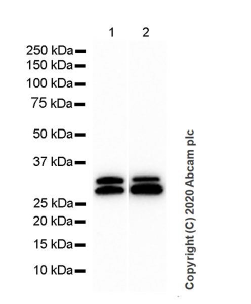Western blot - Anti-SCP3 antibody [Cor 10G11/7] - BSA and Azide free (AB264093), expandable thumbnail