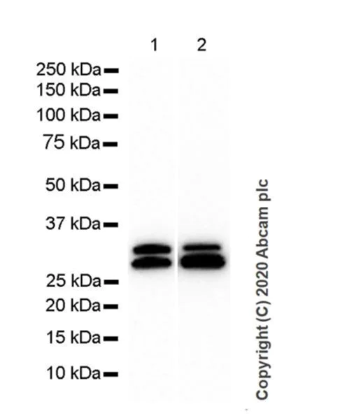 Western blot - Anti-SCP3 antibody [Cor 10G11/7] - BSA and Azide free (AB264093)