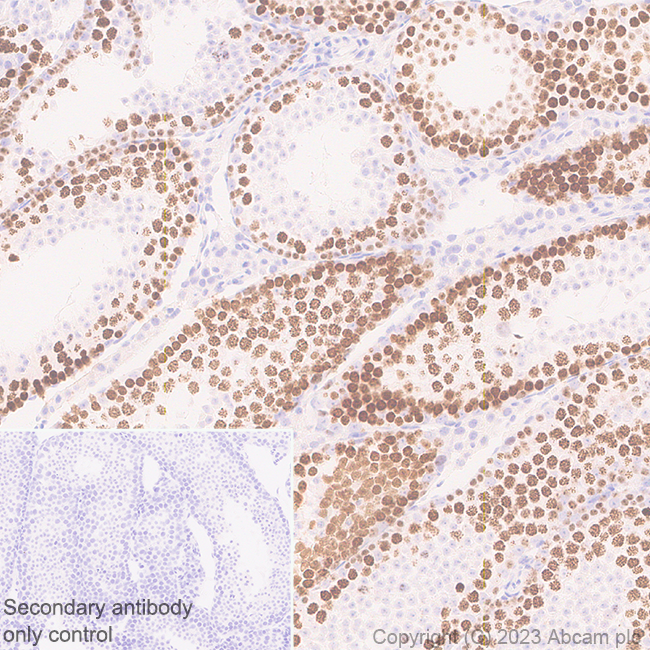 Immunohistochemistry (Formalin/PFA-fixed paraffin-embedded sections) - Anti-SCP3 antibody [EPR27086-10] (AB314751), expandable thumbnail