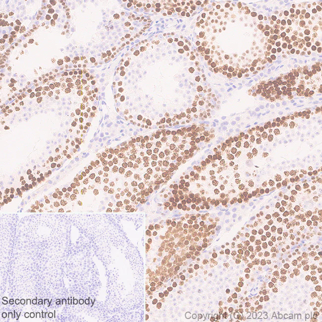 Immunohistochemistry (Formalin/PFA-fixed paraffin-embedded sections) - Anti-SCP3 antibody [EPR27086-10] - BSA and Azide free (AB314752)