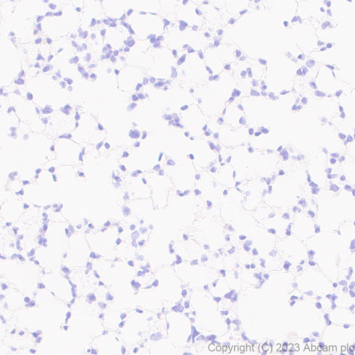 Immunohistochemistry (Formalin/PFA-fixed paraffin-embedded sections) - Anti-SCP3 antibody [EPR27086-10] - BSA and Azide free (AB314752), expandable thumbnail