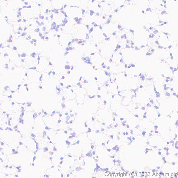 Immunohistochemistry (Formalin/PFA-fixed paraffin-embedded sections) - Anti-SCP3 antibody [EPR27086-10] - BSA and Azide free (AB314752)