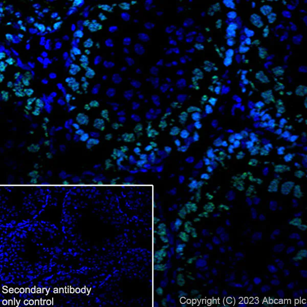 Immunohistochemistry (Frozen sections) - Anti-SCP3 antibody [EPR27086-10] - BSA and Azide free (AB314752)