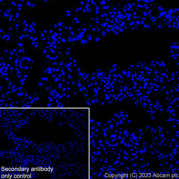 Immunohistochemistry (Frozen sections) - Anti-SCP3 antibody [EPR27086-10] - BSA and Azide free (ab314752), expandable thumbnail