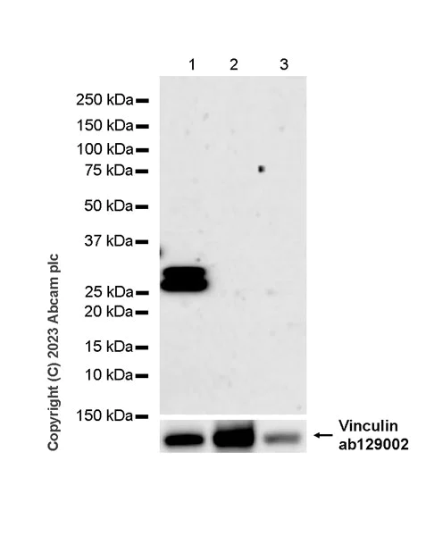 Western blot - Anti-SCP3 antibody [EPR27086-10] - BSA and Azide free (AB314752)
