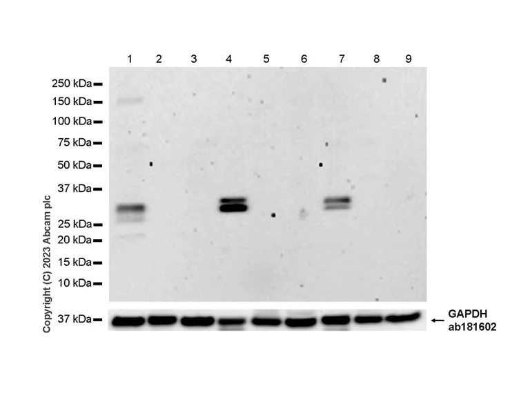 Western blot - Anti-SCP3 antibody [EPR27086-101] (AB314313)