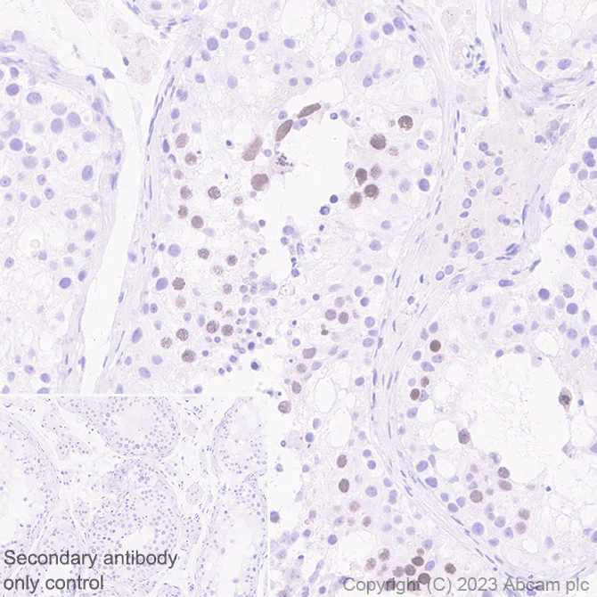 Immunohistochemistry (Formalin/PFA-fixed paraffin-embedded sections) - Anti-SCP3 antibody [EPR27086-101] - BSA and Azide free (AB314314)