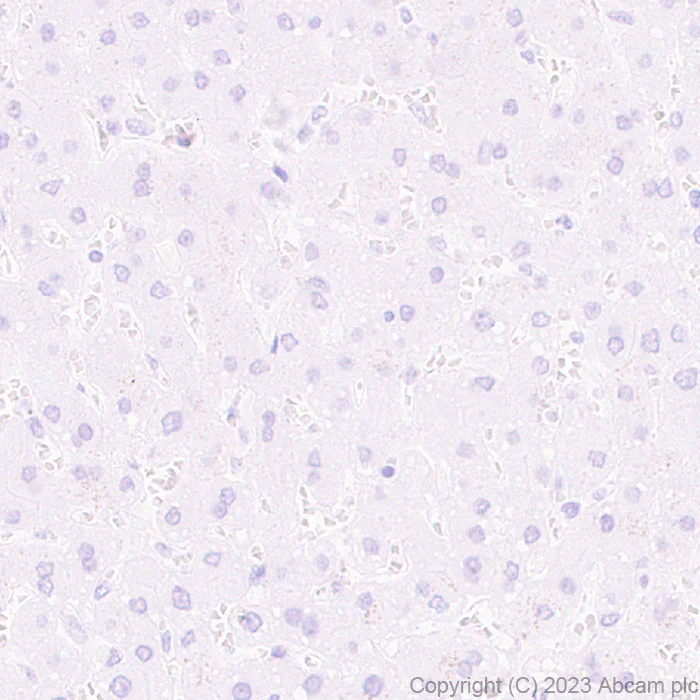 Immunohistochemistry (Formalin/PFA-fixed paraffin-embedded sections) - Anti-SCP3 antibody [EPR27086-101] - BSA and Azide free (AB314314)