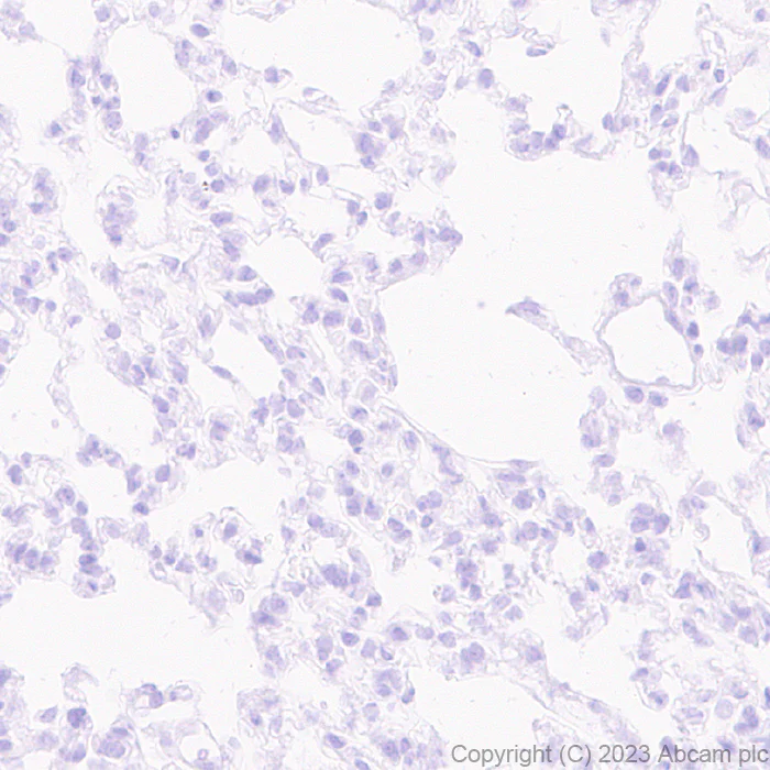 Immunohistochemistry (Formalin/PFA-fixed paraffin-embedded sections) - Anti-SCP3 antibody [EPR27086-101] - BSA and Azide free (AB314314)