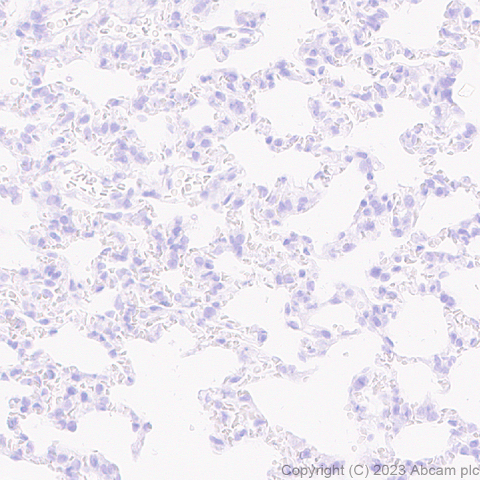 Immunohistochemistry (Formalin/PFA-fixed paraffin-embedded sections) - Anti-SCP3 antibody [EPR27086-101] - BSA and Azide free (AB314314), expandable thumbnail