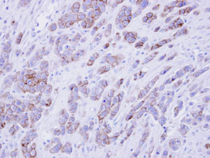 Immunohistochemistry (Formalin/PFA-fixed paraffin-embedded sections) - Anti-Scramblase 1 antibody (AB96318), expandable thumbnail