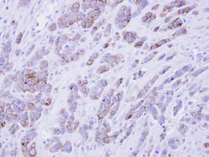 Immunohistochemistry (Formalin/PFA-fixed paraffin-embedded sections) - Anti-Scramblase 1 antibody (AB96318)