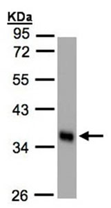 Western blot - Anti-Scramblase 1 antibody (AB96318), expandable thumbnail