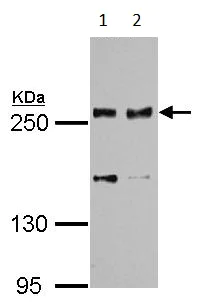 Western blot - Anti-SCRIBBLE antibody (AB154067)
