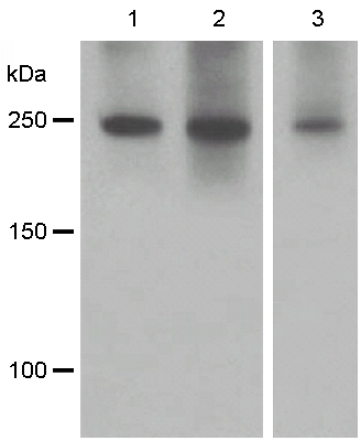 Western blot - Anti-SCRIBBLE antibody [EPR4140(2)] (AB125080), expandable thumbnail
