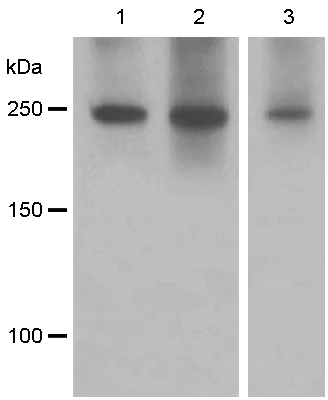 Western blot - Anti-SCRIBBLE antibody [EPR4140(2)] (AB125080)