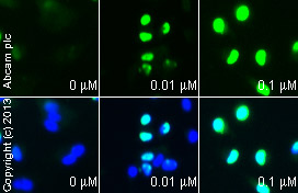 Immunocytochemistry/ Immunofluorescence - Scriptaid, HDAC inhibitor (AB120883)