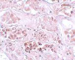 Immunohistochemistry (Formalin/PFA-fixed paraffin-embedded sections) - Anti-SCRN1 antibody (AB105355)