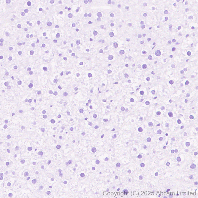 Immunohistochemistry (Formalin/PFA-fixed paraffin-embedded sections) - Anti-SCRN1 antibody [EPR29587-538] (AB323711)