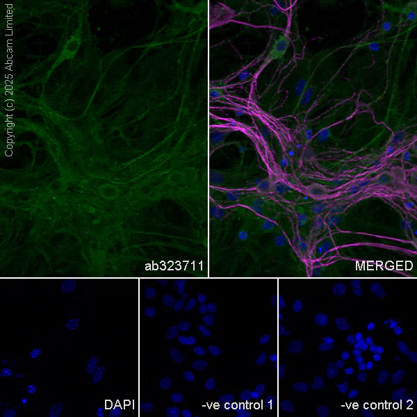 Immunocytochemistry/ Immunofluorescence - Anti-SCRN1 antibody [EPR29587-538] - BSA and Azide free (AB326078)
