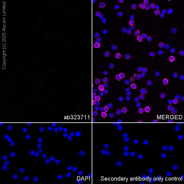 Immunocytochemistry/ Immunofluorescence - Anti-SCRN1 antibody [EPR29587-538] - BSA and Azide free (AB326078)