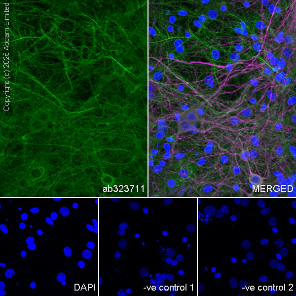 Immunocytochemistry/ Immunofluorescence - Anti-SCRN1 antibody [EPR29587-538] - BSA and Azide free (AB326078)